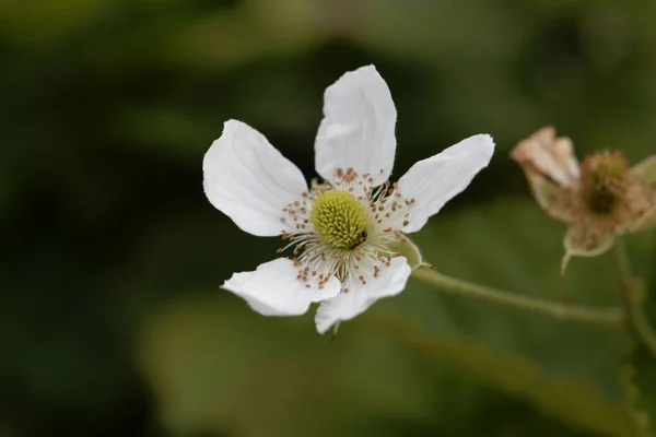 Flor de uma amora-preta (Rubus fruticosus ) — Fotografia de Stock