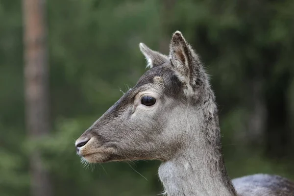 Kopf eines weiblichen Damhirsches — Stockfoto