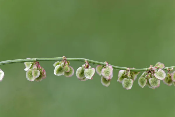 Плоды садового сорреля (Rumex acetosa ) — стоковое фото