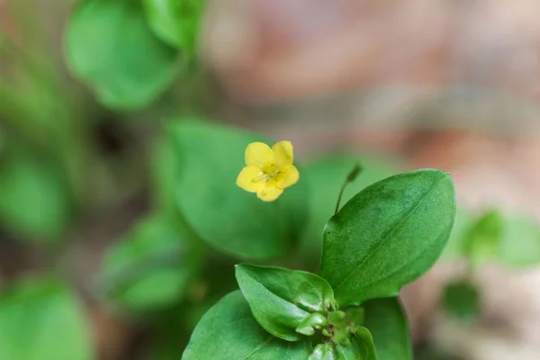 Flower of a yellow pimpernel (Lysimachia nemorum) — Stock Photo, Image