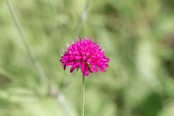 A flor da viúva Knautia macedonica — Fotografia de Stock