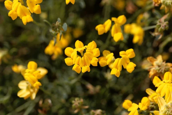 Bloemen van Coronilla minima — Stockfoto