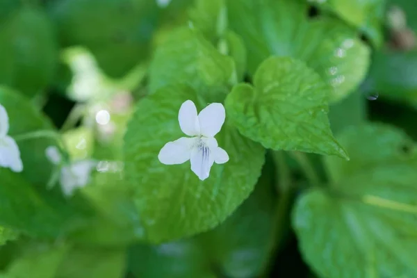 Striped cream violet (Viola striata) — Stock Photo, Image