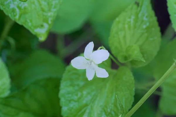 Striped cream violet (Viola striata) — Stock Photo, Image