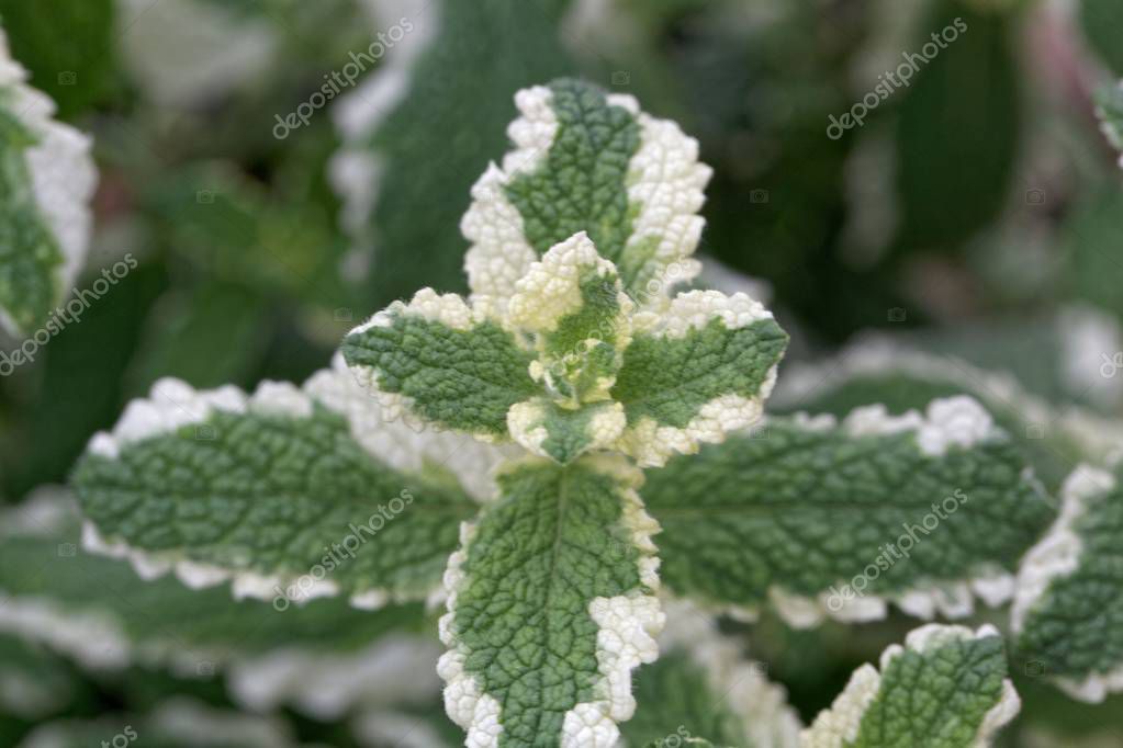 Semi Di Menta Glaciale - 1000 Semi Aromatici Con Fragranza Di Mela - Foto 5