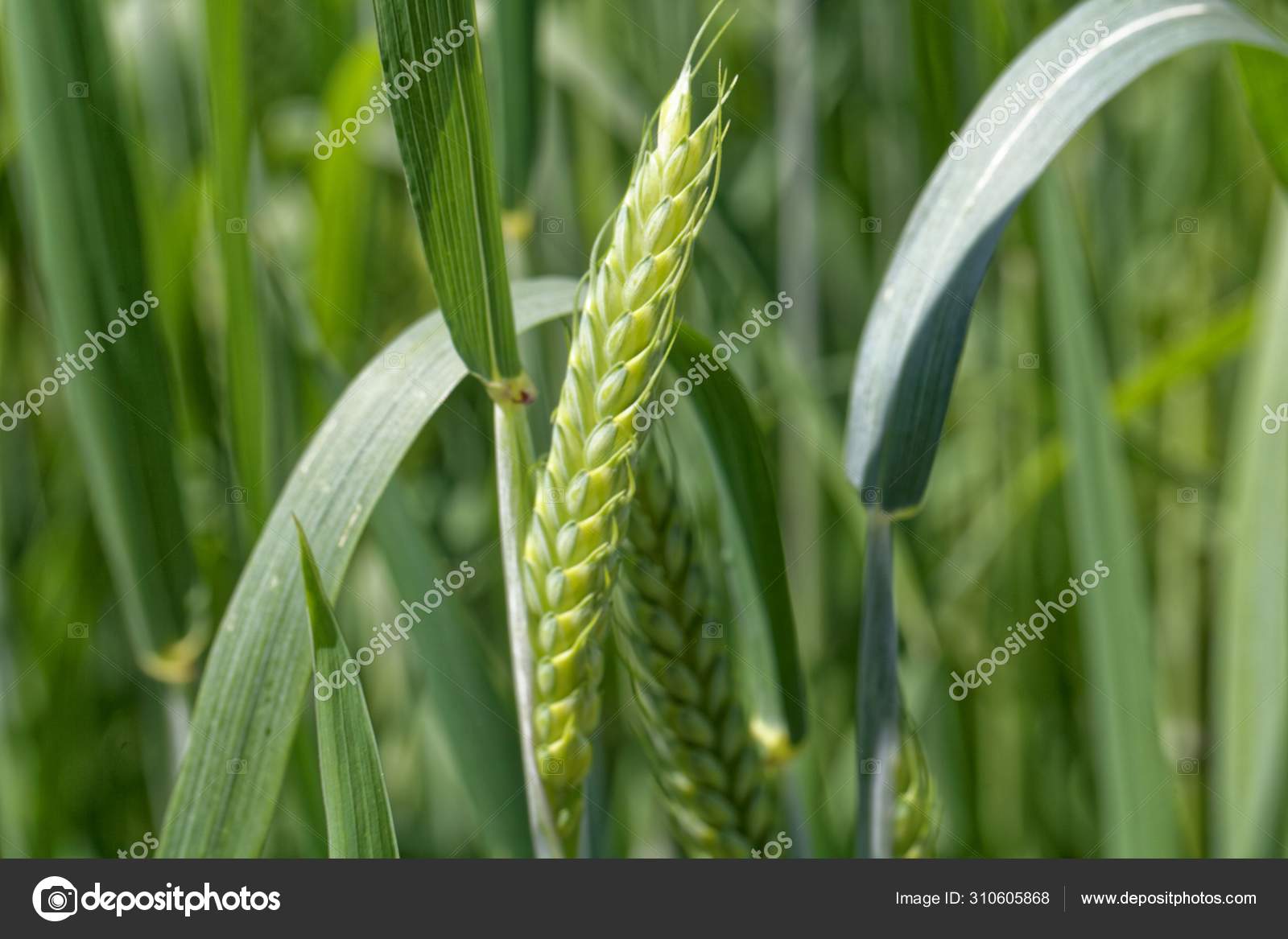 Green Emmer wheat (Triticum dicoccum) spike. — Stock Photo © ChWeiss  #310605868