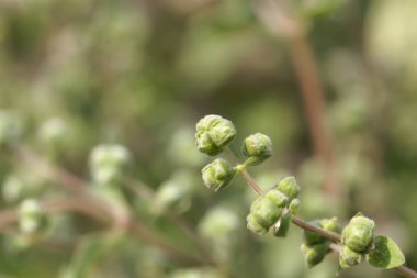 Mercanköşk tomurcukları (Origanum majorana)