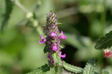 Ortak hedgenettle (Stachys officinalis)