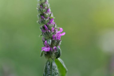 Ortak hedgenettle (Stachys officinalis)