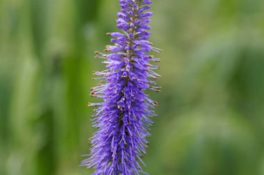 Sibirian veronicastrum çiçekleri (Veronicastrum sibiricum)
