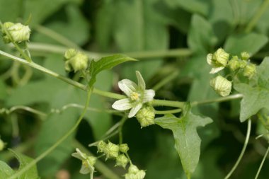 Girit bryony (Bryonia cretica)