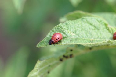 Colorado patates böceği larvası (Leptinotarsa decemlineata)