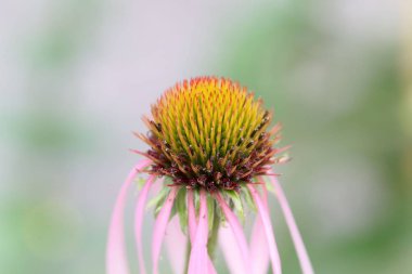 Dar-bırakı mor koniçiçeği (Ekinezya angustifolia)