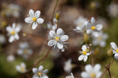 Küçük Londonpride Çiçeği (Saksafon cuneifolia)