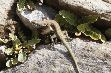 Tiren duvar kertenkelesi (Podarcis tiliguerta)