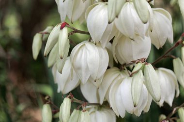 Palmiye zambağı (Yucca gloriosa)