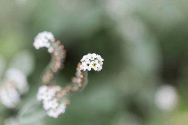 Avrupa heliotrope (Heliotropium europaeum)