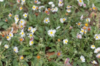 Güney papatyası (Bellis sylvestris)