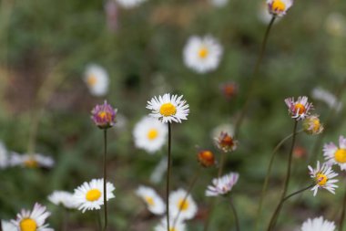 Güney papatyası (Bellis sylvestris)