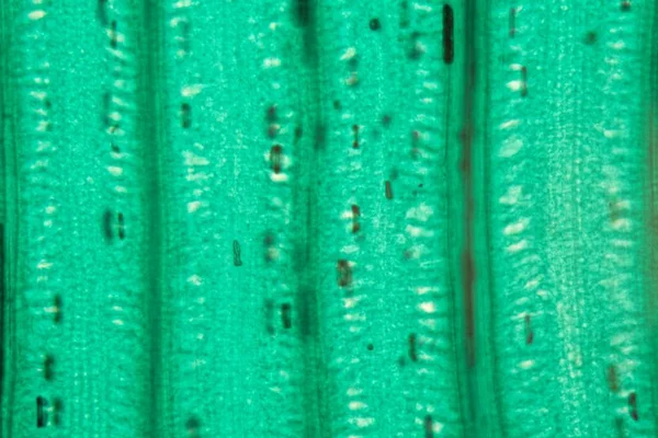 Epidermis de hoja de trigo bajo el microscopio — Foto de Stock