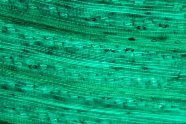 Wheat leaf epidermis under the microscope — Stock Photo, Image