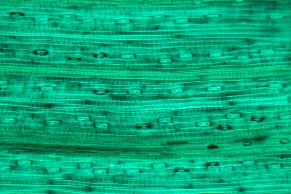 Pšeničný listový epidermis pod mikroskopem — Stock fotografie