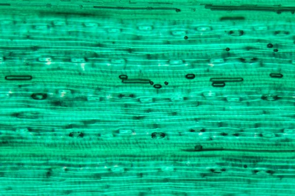 Naskórka z liści pszenicy pod mikroskopem — Zdjęcie stockowe