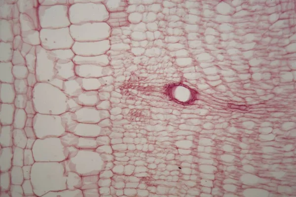 Tallo con células de tamiz bajo el microscopio — Foto de Stock