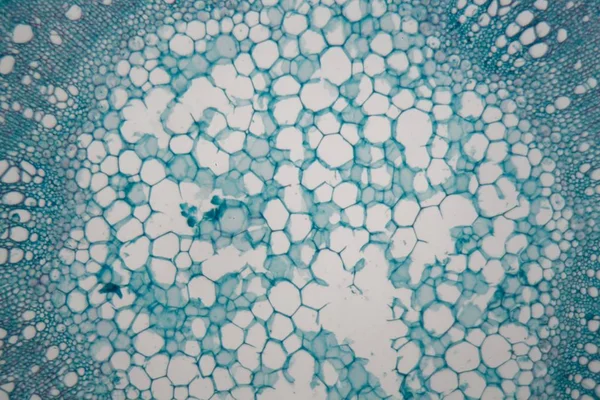 현미경의 밑에 렌즈콩 식물의 줄기 세포. — 스톡 사진