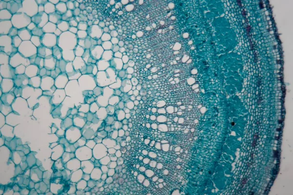 Kmenové buňky v čočkové továrně pod mikroskopem. — Stock fotografie