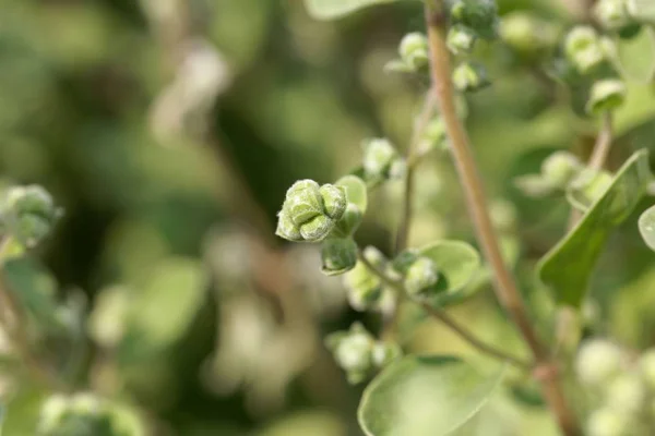 Majoranknospen (origanum majorana)) — Stockfoto