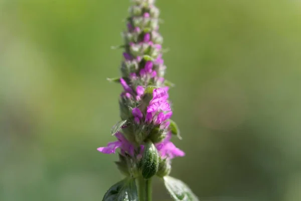 Common hedgenettle (Stachys officinalis) — Stock Photo, Image