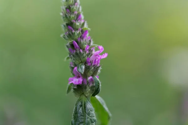 Common hedgenettle (Stachys officinalis) — Stock Photo, Image