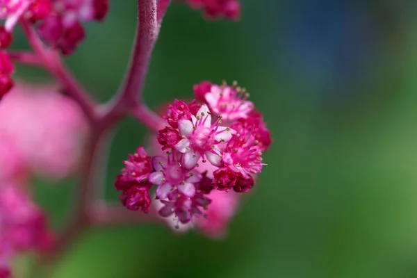 Macro foto van Rodgersia pinnata — Stockfoto