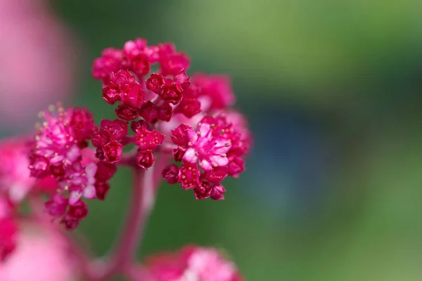 Macro foto van Rodgersia pinnata — Stockfoto