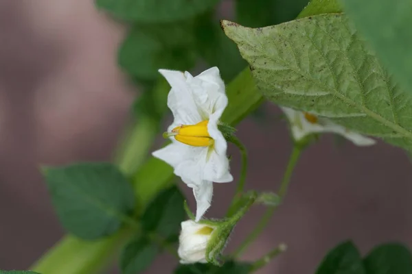 Flores de uma fábrica de batatas — Fotografia de Stock