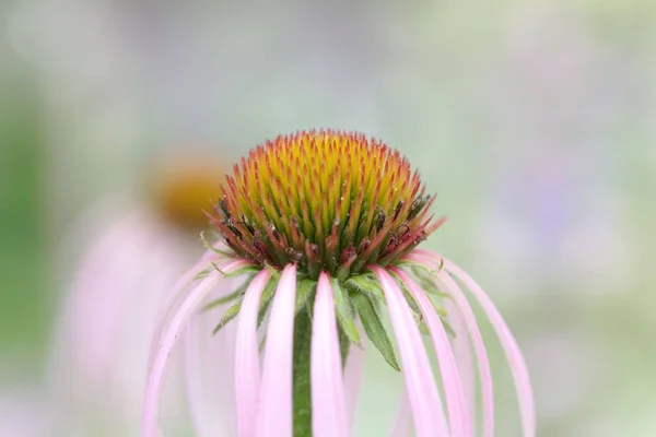 Échinacée à feuilles étroites (Echinacea angustifolia) ) — Photo