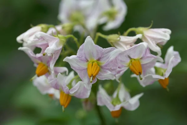 Kwiaty roślin ziemniaka — Zdjęcie stockowe