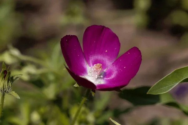 Papoila-malva-roxa (Callirhoe involucrata ) — Fotografia de Stock