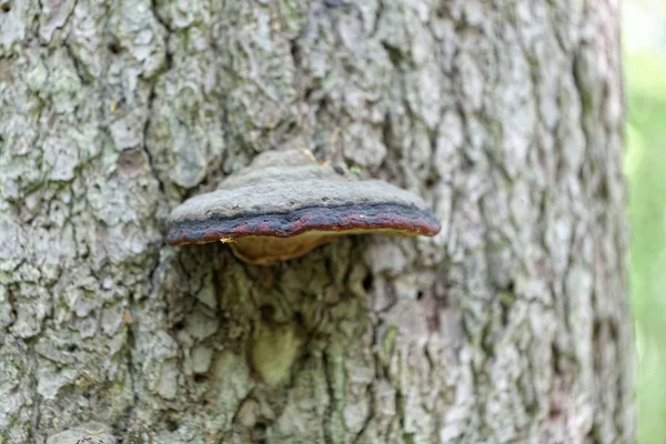 La concha del cinturón rojo (Fomitopsis pinicola ) — Foto de Stock