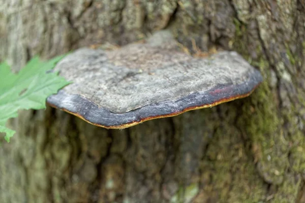 De rode gordel neus (fomitopsis pinicola) — Stockfoto