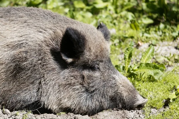 Cabeza de jabalí dormido — Foto de Stock