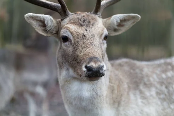 雄の休み鹿の頭 — ストック写真