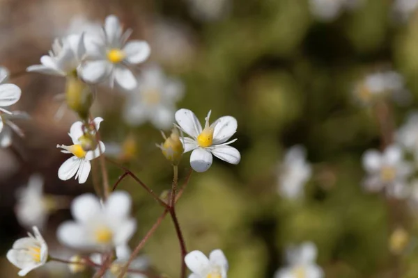Flor del orgullo menor de Londres (Saxifraga cuneifolia ) —  Fotos de Stock