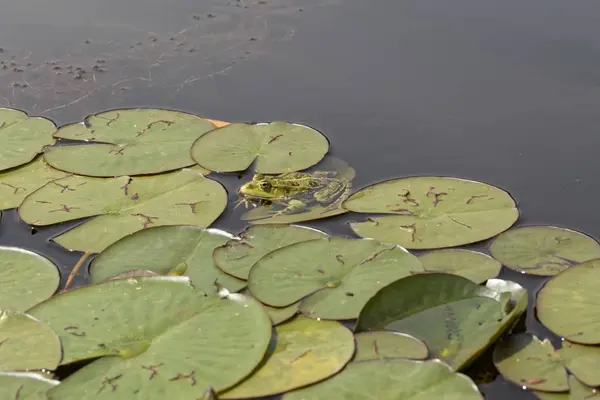 Marsh frog on leaves of water lilies. — Stock Photo, Image