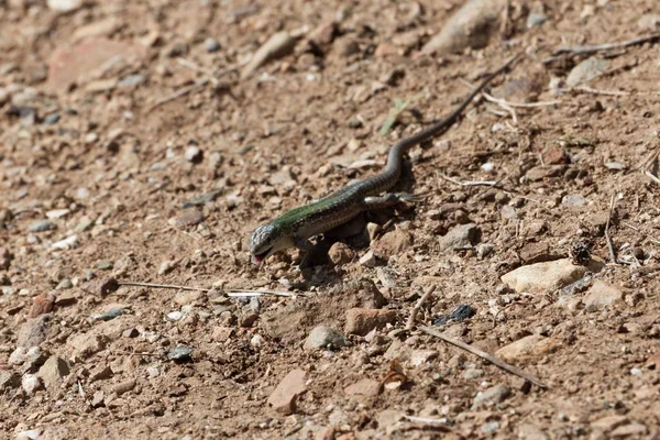 이탈리아 벽 도마뱀 (Podarcis siculus) — 스톡 사진