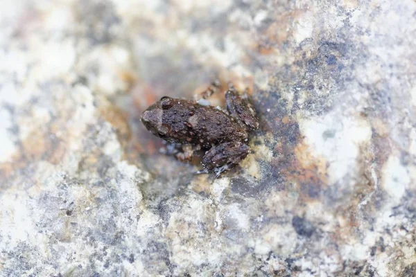 Junger korsischer Frosch (discoglossus montalentii)) — Stockfoto