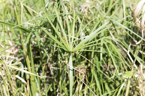 Umbrella papyrus (Cyperus alternifolius) — Stock Photo, Image