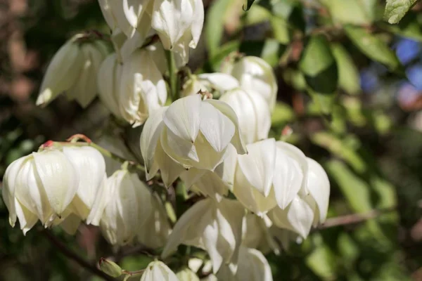 Lilia Palmową (Yucca Gloriosa) — Zdjęcie stockowe