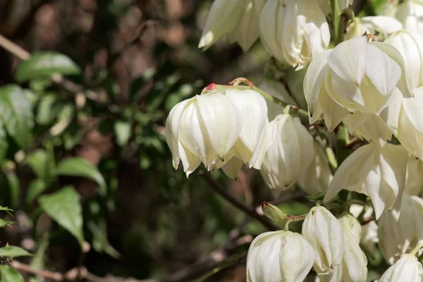 Lilia Palmową (Yucca Gloriosa) — Zdjęcie stockowe